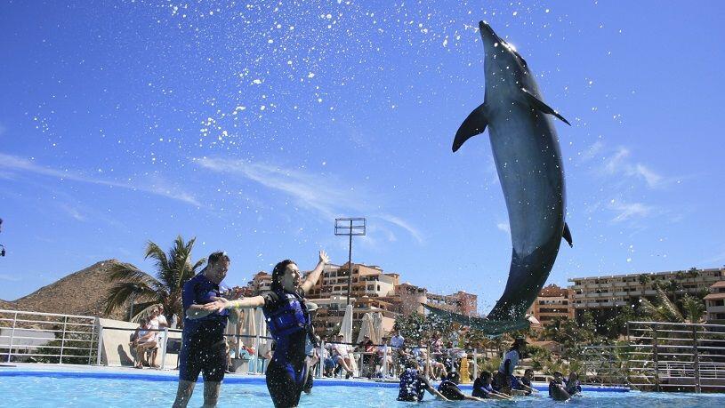 Cabo Dolphin Swim - Swim with the Dolphins - Cabo Discount Tours